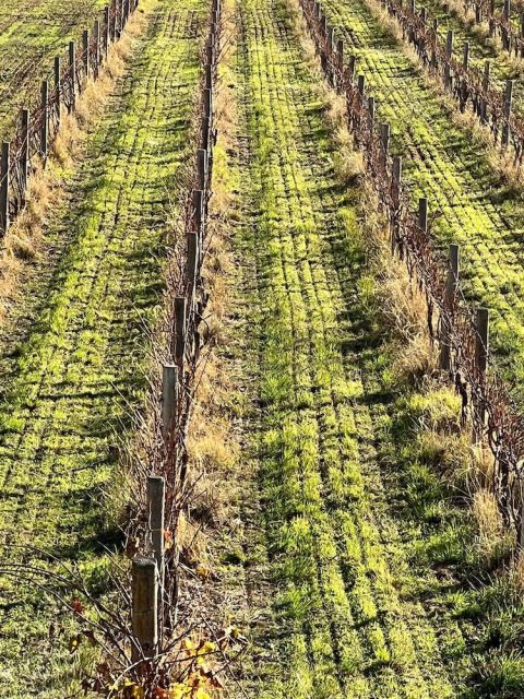 Inkwell - direct-drilled seeding