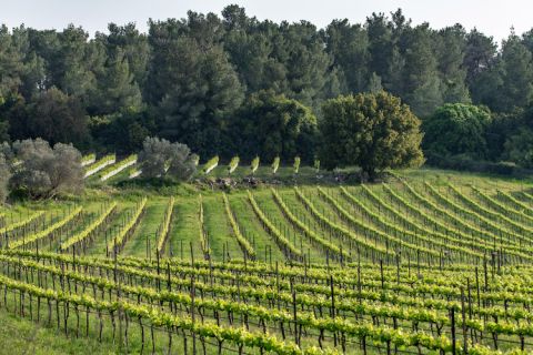 Shoresh vineyard, Judean Hills
