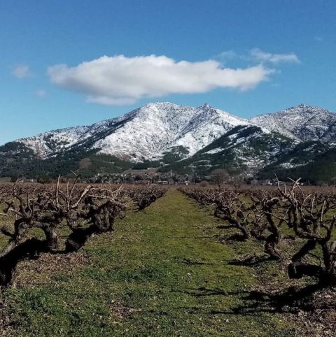 Old Hatun Parmagi vineyard in Islahiye near Gaziantep courtesy of Xalta Wines