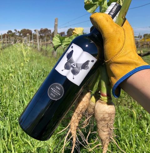 Inkwell - interplanted radishes