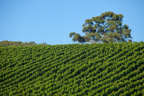 Giant Steps' Sexton Vineyard