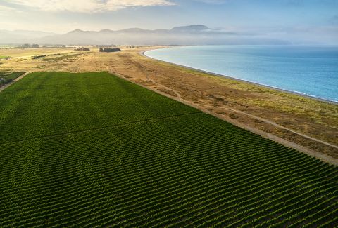 te Pā’s Seaside Sauvignon Blanc vineyard in the Lower Wairau Valley, Marlborough
