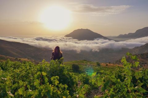 WWC22 Fatouros - Iliana Malihin in the vineyards