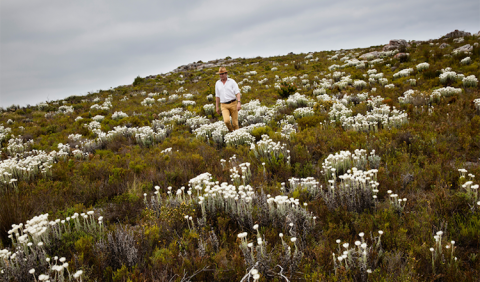 Anthony Hamilton-Russell in the Fynbos reserve
