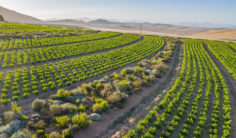 Mullineux & Leeu Family Wines at Roundstone Farm