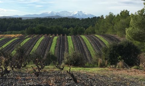 Dom des Lampyres old vines