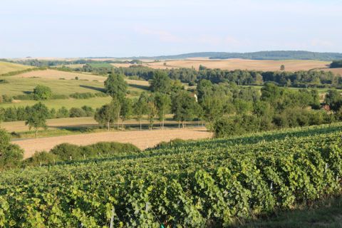Vineyards in the Coteaux du Petit Morin