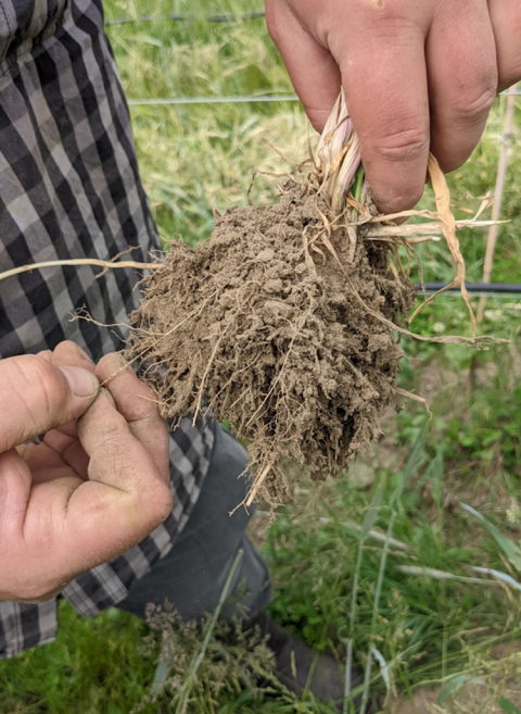 Rye roots exposing the soil food web at Tantalus Vineyards