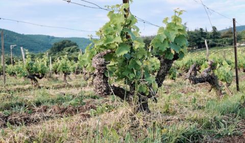 an old vineyard in Trilofos