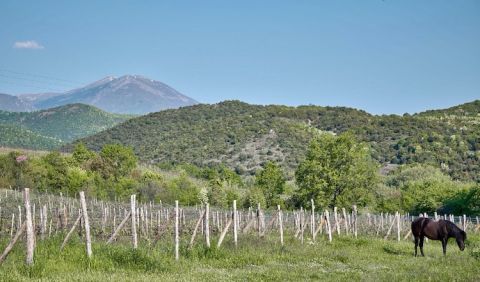 A vineyard in Trilofos