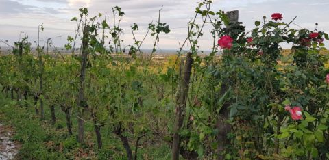 The first row of Merlot on the day of the hail