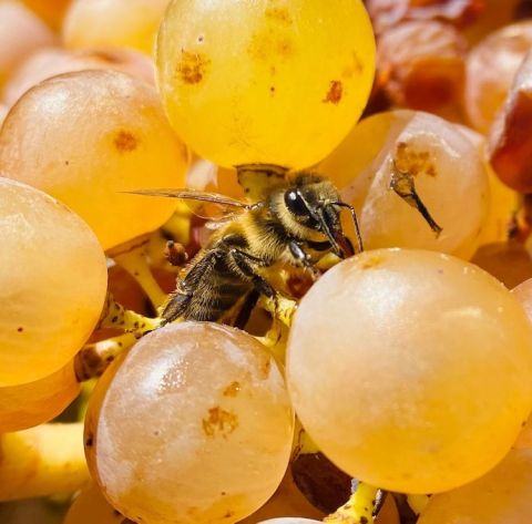 Honeybee in Harvest, 2021