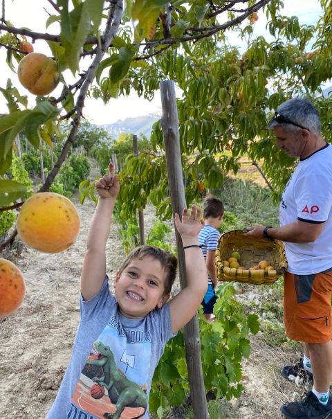 Harvesting vineyard peaches with our children