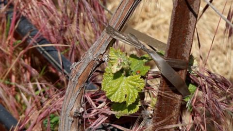 Ladybug on Grapevine at Tablas Creek