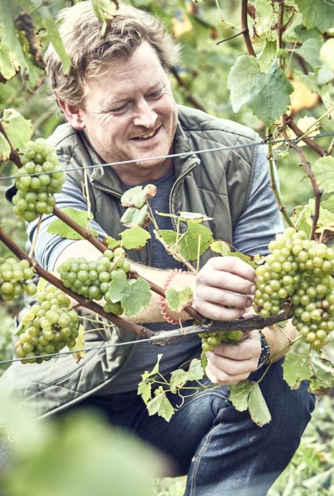 Sugrue South Downs - Dermot in his vineyards