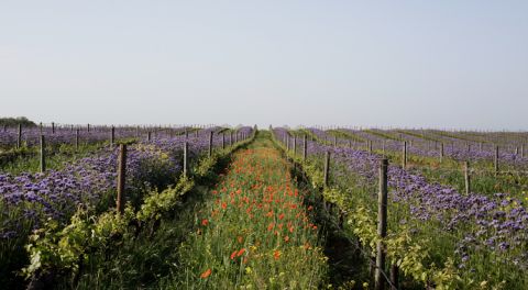 Cover crops at Esporão