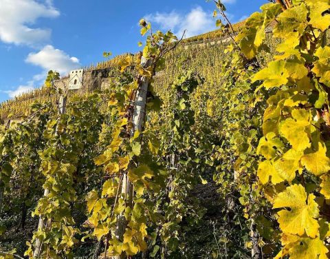 Wehlener Sonnenuhr vineyard