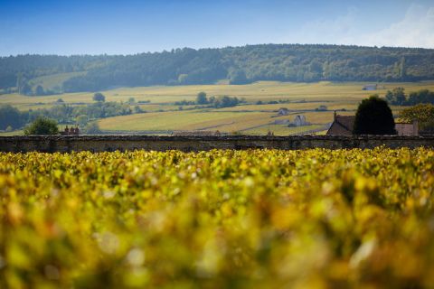 Genot-Boulanger vineyards