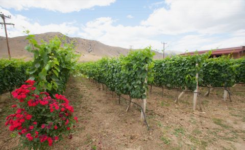 Zafeirakis vineyard