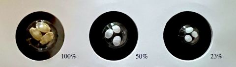 Rice grains showing different degrees of polishing