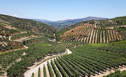 Douloufakis Liatiko vines