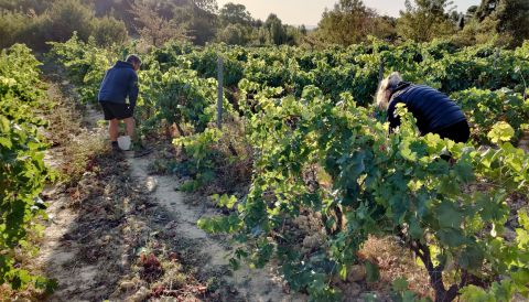 Workers harvesting grapes at Graham Nutter's estate in Minervois