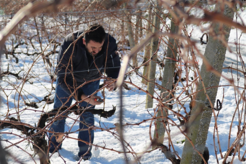 Nikos Douloufakis pruning in snowy vineyard