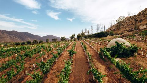 5-year-old cabernet vines at Bodegas Domecq in the higher elevations of the Valle de Guadalupe