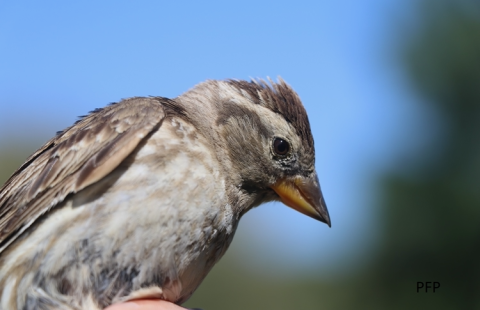 Petronia petronia or rock sparrow