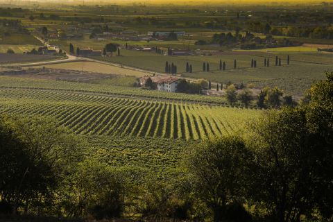 The two Custozas of Monte del Frà | JancisRobinson.com