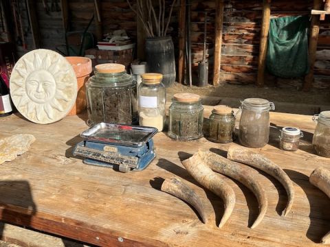 Cow horns at Quartz Reef