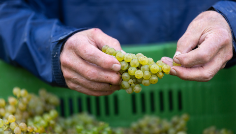 2 hands holding a small bunch of golden Chardonnay