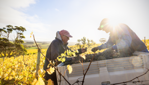 Brian Croser examining a bin of just-picked Pinot Noir