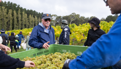 Brian Croser looks over a bin of just-picked Chardonnay