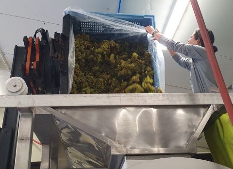 2023 Chardonnay being processed at Kumeu River