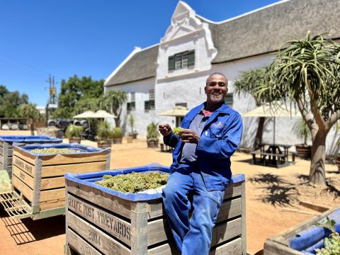 Japie Esterhuizen with fresh-picked Sauvignon Blanc at Groote Post