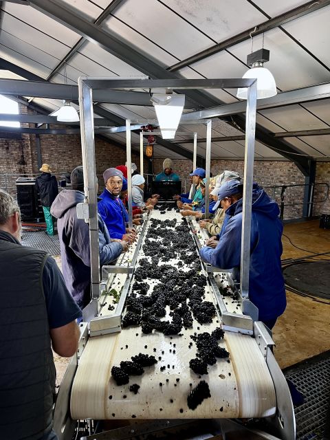 Sorting table at Newton Johnson