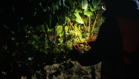 Graham Beck night harvest