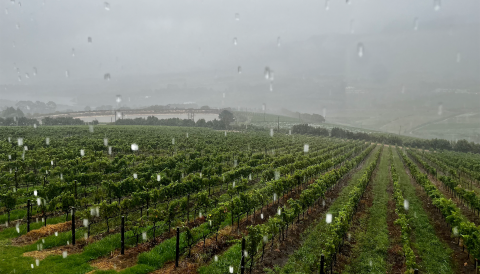Newton Johnson Windansea vineyard, Hemel-en-Aarde Valley, in the rain