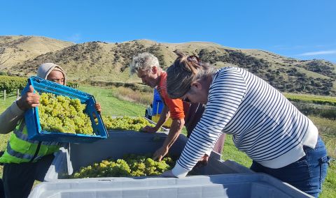 Sauvignon Blanc harvest 2023 at Blank Canvas