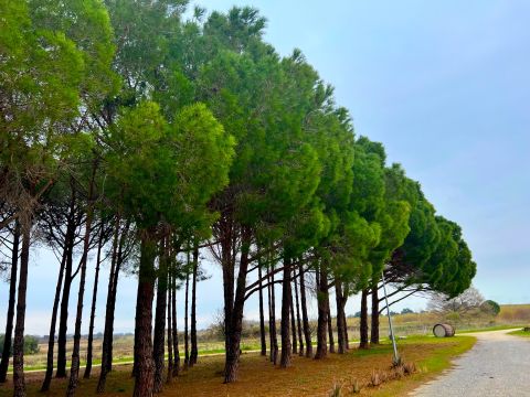 Ch de l'Ou pine forest