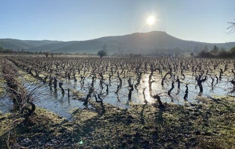 flooded vineyard in Maule
