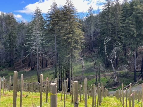 Jasud forest and baby vines