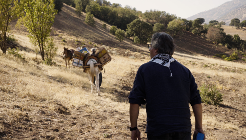 Donkeys transporting grapes in banana boxes across a hillside in Iran