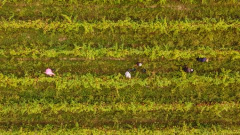 Saperavi harvest aerial