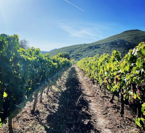 Litharakia vineyard