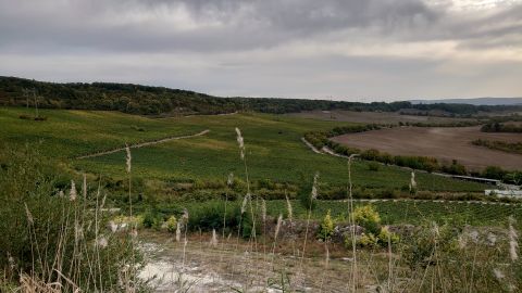Salla Vineyard