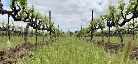 Linda Vista vineyard