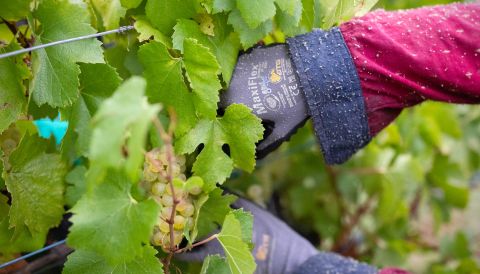 A picker harvesting white wine grapes at Tapanappa in Australia