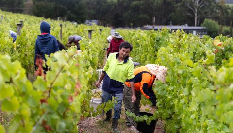 The harvest team picking in the vineyard at Tapanappa in South Australia